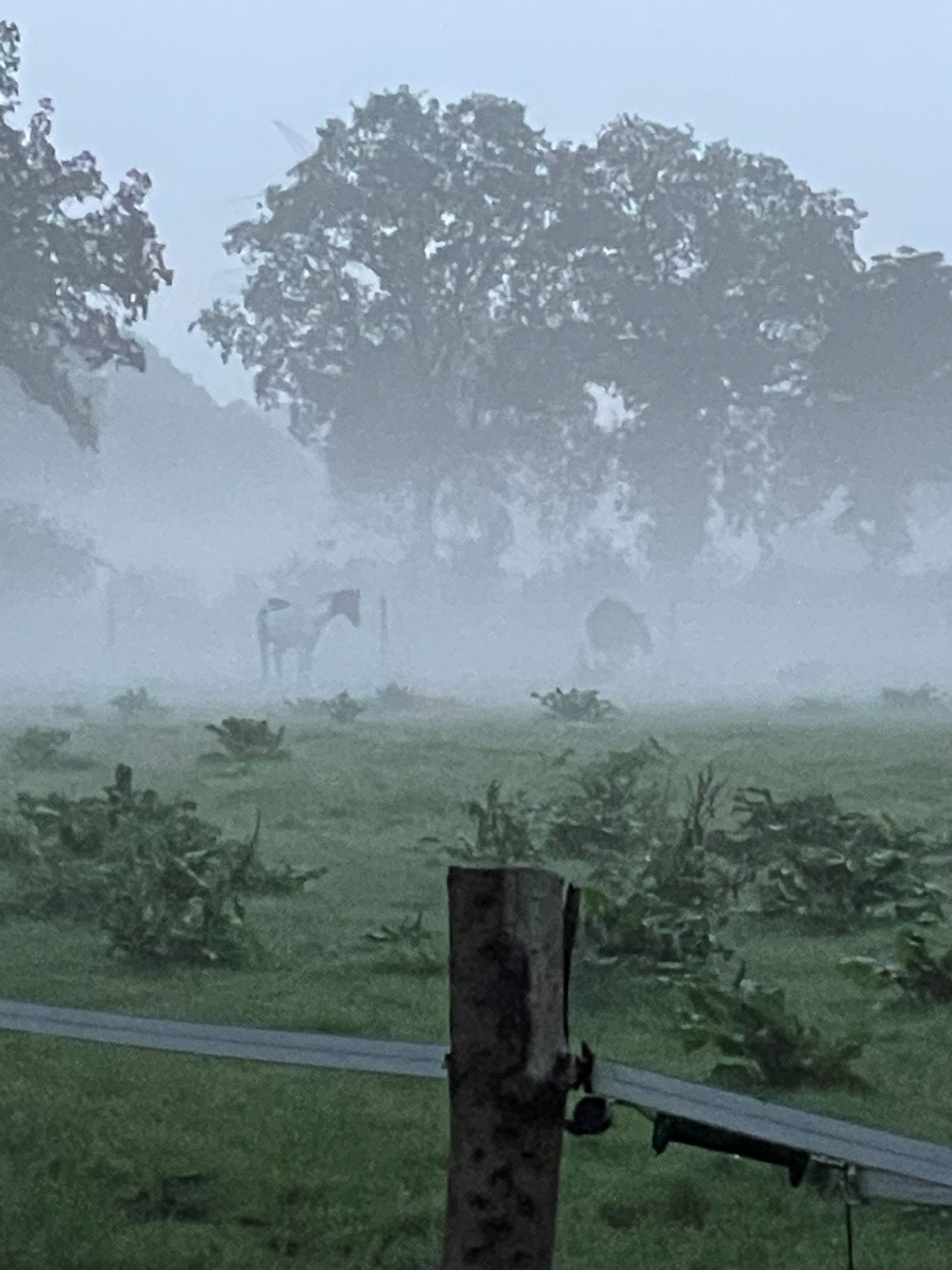 Pferde im Nebel auf der Finwood Ranch