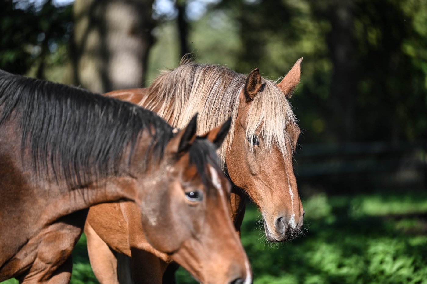 Zwei Pferde der Finwood Ranch